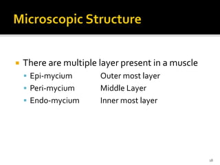 There are multiple layer present in a muscle
 Epi-mycium Outer most layer
 Peri-mycium Middle Layer
 Endo-mycium Inner most layer
18
 
