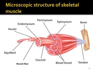 19
Muscle fiber
 
