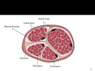 20
Muscle Fascicle
 