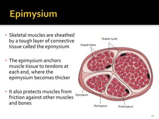 ▪ Skeletal muscles are sheathed
by a tough layer of connective
tissue called the epimysium
▪ The epimysium anchors
muscle tissue to tendons at
each end, where the
epimysium becomes thicker
▪ It also protects muscles from
friction against other muscles
and bones
22
 