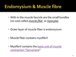  With in the muscle fascicle are the small bundles
(10-100) called muscle fiber or myocytes
 Outer layer of muscle fiber is endomysium
 Muscle fiber contains myofibril
 Myofibril contains the basic unit of muscle
contraction “Sarcomere”
24
 