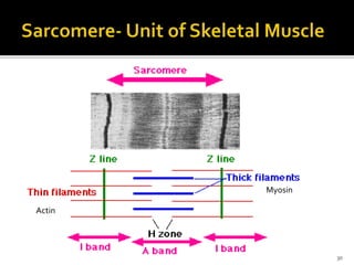 30
Actin
Myosin
 