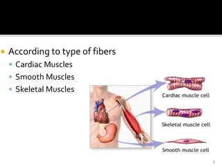 According to type of fibers
 Cardiac Muscles
 Smooth Muscles
 Skeletal Muscles
5
 