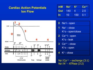 3. Cardiac Arrythmias ppt | PDF