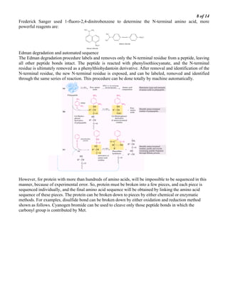 8 of 14
Frederick Sanger used 1-fluoro-2,4-dinitrobenzene to determine the N-terminal amino acid, more
powerful reagents are:
Edman degradation and automated sequence
The Edman degradation procedure labels and removes only the N-terminal residue from a peptide, leaving
all other peptide bonds intact. The peptide is reacted with phenylisothiocyanate, and the N-terminal
residue is ultimately removed as a phenylthiohydantoin derivative. After removal and identification of the
N-terminal residue, the new N-terminal residue is exposed, and can be labeled, removed and identified
through the same series of reaction. This procedure can be done totally by machine automatically.
However, for protein with more than hundreds of amino acids, will be impossible to be sequenced in this
manner, because of experimental error. So, protein must be broken into a few pieces, and each piece is
sequenced individually, and the final amino acid sequence will be obtained by linking the amino acid
sequence of these pieces. The protein can be broken down to pieces by either chemical or enzymatic
methods. For examples, disulfide bond can be broken down by either oxidation and reduction method
shown as follows. Cyanogen bromide can be used to cleave only those peptide bonds in which the
carbonyl group is contributed by Met.
 