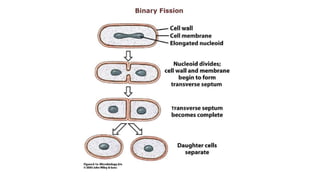 3. Microbial nutrition and growth (Microbiology)