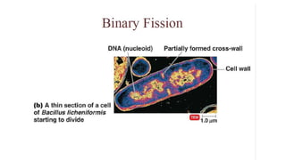 3. Microbial nutrition and growth (Microbiology)