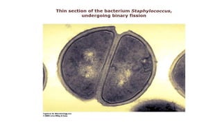 3. Microbial nutrition and growth (Microbiology)