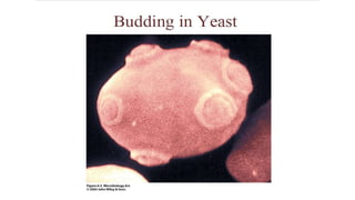 3. Microbial nutrition and growth (Microbiology)