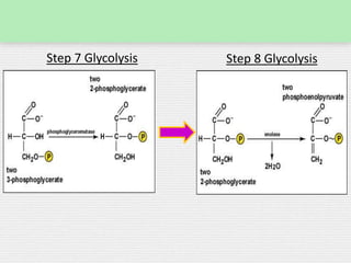 Step 7 Glycolysis Step 8 Glycolysis
 