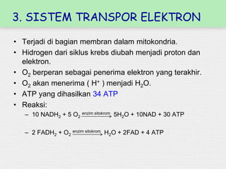 3. SISTEM TRANSPOR ELEKTRON
• Terjadi di bagian membran dalam mitokondria.
• Hidrogen dari siklus krebs diubah menjadi proton dan
elektron.
• O2 berperan sebagai penerima elektron yang terakhir.
• O2 akan menerima ( H+ ) menjadi H2O.
• ATP yang dihasilkan 34 ATP
• Reaksi:
– 10 NADH2 + 5 O2
enzim sitokrom 5H2O + 10NAD + 30 ATP
– 2 FADH2 + O2
enzim sitokrom H2O + 2FAD + 4 ATP
 