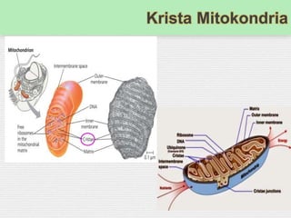 Krista Mitokondria
 