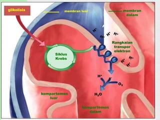 glikolisis
Siklus
Krebs
membran luar membran
dalam
Rangkaian
transpor
elektron
kompartemen
dalam
H2O
O2
H+
e-
kompartemen
luar
 