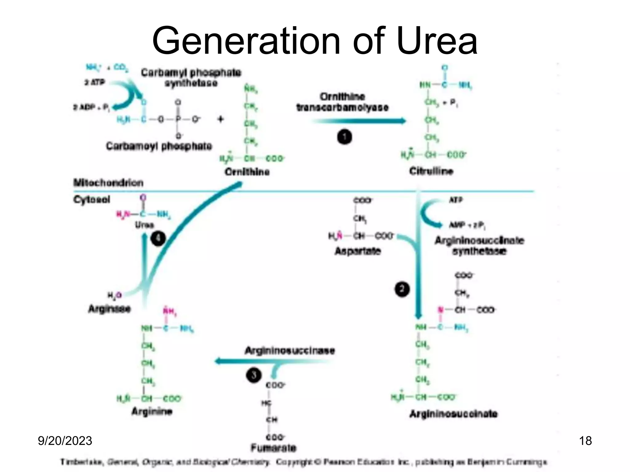 Generation of Urea
9/20/2023 18
 
