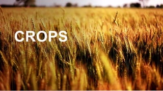 CROPS
 