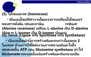 www.company.com
ชนิดของเอนไซม์
(5) ไอโซเมอเรส (Isomerase)
 เป็ นเอนไซม์ที่ทางานโดยเร่งการเปลี่ยนไอโซเมอร ์
ของสารตั้งต้น เช่นอะลานีน เรซิเมส
(Alanine racemase) เปลี่ยน L-alanine เป็ น D-alanine
(คือจาก L-isomer เป็ น D-isomer นั่นเอง)
(6) ไลเกส (Ligase หรือ Sysnthase หรือ Synthetase)
 เป็ นเอนไซม์เร่งการสร้างพันธะระหว่างโมเลกุล 2
โมเลกุล ด้วยการใช้พลังงานการสลายพันธะไพโร
ฟอสเฟตใน ATP เช่น Glutamine synthetase ทาให้
Glutamate และแอมโมเนียสร้างพันธะกันกลายเป็ น
 