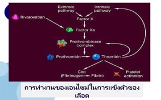 www.company.com
การทางานของเอนไซม์ในการแข็งตัวของ
เลือด
 