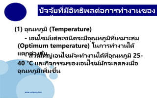 www.company.com
ปัจจัยที่มีอิทธิพลต่อการทางานของ
เอนไซม์
(1) อุณหภูมิ (Temperature)
- ส่วนใหญ่เอนไซม์จะทางานได้ที่อุณหภูมิ 25-
40 °C และกิจกรรมของเอนไซม์มักจะลดลงเมื่อ
อุณหภูมิเพิ่มขึ้น
- เอนไซม์แต่ละชนิดจะมีอุณหภูมิที่เหมาะสม
(Optimum temperature) ในการทางานได้
แตกต่างกัน
 