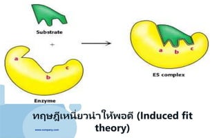 www.company.com
ทฤษฎีเหนี่ยวนาให้พอดี (Induced fit
theory)
 