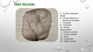 Tabla Marginal 3.ANATOMIA DE LAS PIEZAS DENTARIAS PERMANENTES.pptx
