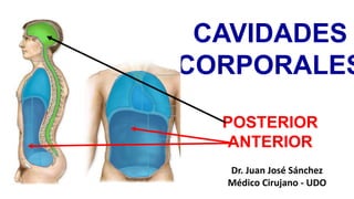 Dr. Juan José Sánchez
Médico Cirujano - UDO
PA
CAVIDADES
CORPORALES
POSTERIOR
ANTERIOR
 