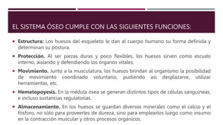 EL SISTEMA ÓSEO CUMPLE CON LAS SIGUIENTES FUNCIONES:
 Estructura: Los huesos del esqueleto le dan al cuerpo humano su forma definida y
determinan su postura.
 Protección. Al ser piezas duras y poco flexibles, los huesos sirven como escudo
interno, aislando y defendiendo los órganos vitales.
 Movimiento. Junto a la musculatura, los huesos brindan al organismo la posibilidad
de movimiento coordinado voluntario, pudiendo así desplazarse, utilizar
herramientas, etc.
 Hematopoyesis. En la médula ósea se generan distintos tipos de células sanguíneas,
e incluso sustancias regulatorias.
 Almacenamiento. En los huesos se guardan diversos minerales como el calcio y el
fósforo, no sólo para proveerles de dureza, sino para emplearlos luego como insumo
en la contracción muscular y otros procesos orgánicos.
 