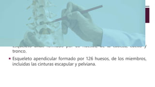 DIVISIÓN DEL SISTEMA OSEO
El esqueleto humano consta de 206 huesos. Se agrupan en:
 Esqueleto axial: formado por 80 huesos, de la cabeza, cuello y
tronco.
 Esqueleto apendicular formado por 126 huesos, de los miembros,
incluidas las cinturas escapular y pelviana.
 