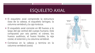 ESQUELETO AXIAL
 El esqueleto axial comprende la estructura
ósea de la cabeza, el esqueleto laríngeo, la
columna vertebral y la caja torácica.
 El esqueleto axial consiste en 80 huesos a lo
largo del eje central del cuerpo humano. Está
compuesto por seis partes: el cráneo, los
huesos auditivos, el hueso hioides, la reja
costal, el esternón y la columna vertebral.
 Comienza en la cabeza y termina en la
columna vertebral (coxis)
 
