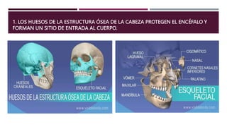 1. LOS HUESOS DE LA ESTRUCTURA ÓSEA DE LA CABEZA PROTEGEN EL ENCÉFALO Y
FORMAN UN SITIO DE ENTRADA AL CUERPO.
 
