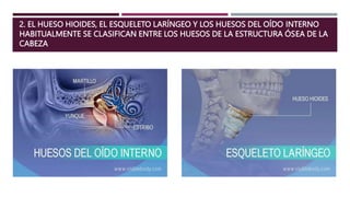 2. EL HUESO HIOIDES, EL ESQUELETO LARÍNGEO Y LOS HUESOS DEL OÍDO INTERNO
HABITUALMENTE SE CLASIFICAN ENTRE LOS HUESOS DE LA ESTRUCTURA ÓSEA DE LA
CABEZA
 