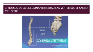 3. HUESOS DE LA COLUMNA VERTEBRAL: LAS VÉRTEBRAS, EL SACRO
Y EL COXIS
 