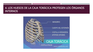 4. LOS HUESOS DE LA CAJA TORÁCICA PROTEGEN LOS ÓRGANOS
INTERNOS
 