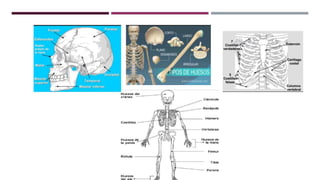 3. Sistema oseo.pptx