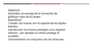 Objetivos:
Generales: se encarga de la formación de
glóbulos rojos de la sangre .
Específicos:
1:sostén: los huesos son el soporte de los tejidos
blandos
2:protección: los huesos protegen a los órganos
internos , por ejemplo el cráneo protege al
encéfalo .
3:movimientos: en conjuntos con los músculos .
 