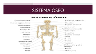 SISTEMA OSEO
 Se denomina SISTEMA OSEO a la
estructura compuesta por los 206
huesos del esqueleto humano.
 Así como también los cartílagos,
ligamentos y tendones los cuales
permiten la conexión adecuada a la
musculatura o a otros huesos.
 