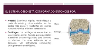 EL SISTEMA ÓSEO ESTÁ CONFORMADO ENTONCES POR:
 Huesos: Estructuras rígidas, mineralizadas a
partir de calcio y otros metales, son las
partes más duras y resistentes del cuerpo
humano y de los animales vertebrados.
 Cartílagos: Los cartílagos se encuentran en
los extremos de los huesos, protegiéndolos
al servirles de amortiguación, para que uno
no choque con otro, evitando así el
desgaste. Son estructuras compuestas
principalmente de colágeno.
 