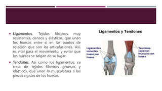  Ligamentos. Tejidos fibrosos muy
resistentes, densos y elásticos, que unen
los huesos entre sí en los puntos de
rotación que son las articulaciones. Así,
es vital para el movimiento, y evitar que
los huesos se salgan de su lugar.
 Tendones. Así como los ligamentos, se
trata de tejidos fibrosos gruesos y
elásticos, que unen la musculatura a las
piezas rígidas de los huesos.
 
