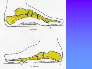 3.1 Miembro Inferior Huesos y Articulaciones actualizada.ppt