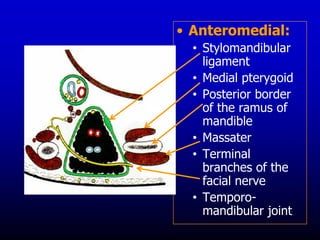 • Anteromedial:
• Stylomandibular
ligament
• Medial pterygoid
• Posterior border
of the ramus of
mandible
• Massater
• Terminal
branches of the
facial nerve
• Temporo-
mandibular joint
 