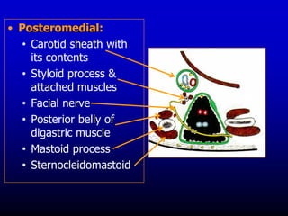 • Posteromedial:
• Carotid sheath with
its contents
• Styloid process &
attached muscles
• Facial nerve
• Posterior belly of
digastric muscle
• Mastoid process
• Sternocleidomastoid
 