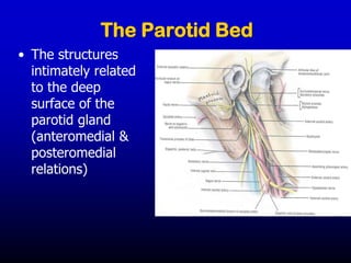 The Parotid Bed
• The structures
intimately related
to the deep
surface of the
parotid gland
(anteromedial &
posteromedial
relations)
 