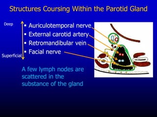 Structures Coursing Within the Parotid Gland
▪ Auriculotemporal nerve
▪ External carotid artery
▪ Retromandibular vein
▪ Facial nerve
A few lymph nodes are
scattered in the
substance of the gland
Deep
Superficial
 