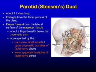 Parotid (Stensen’s) Duct
• About 2 inches long
• Emerges from the facial process of
the gland
• Passes forward over the lateral
surface of the masseter muscle
▪ about a fingerbreadth below the
zygomatic arch
▪ accompanied by the:
▪ transverse facial vessels &
upper zygomatic branches of
facial nerve above
▪ lower zygomatic branches of
facial nerve below
 