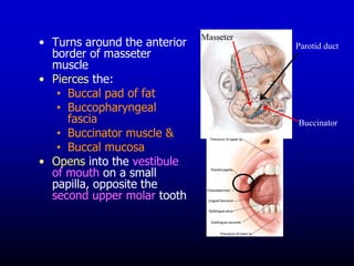 • Turns around the anterior
border of masseter
muscle
• Pierces the:
• Buccal pad of fat
• Buccopharyngeal
fascia
• Buccinator muscle &
• Buccal mucosa
• Opens into the vestibule
of mouth on a small
papilla, opposite the
second upper molar tooth
Parotid duct
Buccinator
Masseter
 