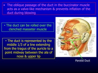 • The oblique passage of the duct in the buccinator muscle
acts as a valve-like mechanism & prevents inflation of the
duct during blowing
Parotid Duct
• The duct can be rolled over the
clenched masseter muscle
• The duct is represented by the
middle 1/3 of a line extending
from the tragus of the auricle to a
point midway between the ala of
nose & upper lip
 