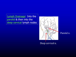 Lymph Drainage: Into the
parotid & then into the
deep cervical lymph nodes
Parotid n.
Deep cervical n.
 
