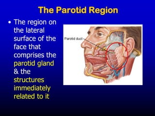 The Parotid Region
• The region on
the lateral
surface of the
face that
comprises the
parotid gland
& the
structures
immediately
related to it
 