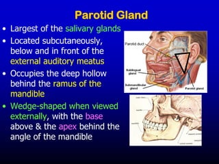 Parotid Gland
• Largest of the salivary glands
• Located subcutaneously,
below and in front of the
external auditory meatus
• Occupies the deep hollow
behind the ramus of the
mandible
• Wedge-shaped when viewed
externally, with the base
above & the apex behind the
angle of the mandible
 