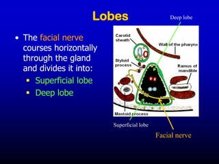 Lobes
• The facial nerve
courses horizontally
through the gland
and divides it into:
▪ Superficial lobe
▪ Deep lobe
Superficial lobe
Deep lobe
Facial nerve
 