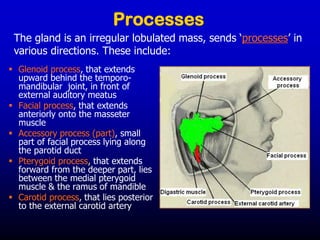 Processes
▪ Glenoid process, that extends
upward behind the temporo-
mandibular joint, in front of
external auditory meatus
▪ Facial process, that extends
anteriorly onto the masseter
muscle
▪ Accessory process (part), small
part of facial process lying along
the parotid duct
▪ Pterygoid process, that extends
forward from the deeper part, lies
between the medial pterygoid
muscle & the ramus of mandible
▪ Carotid process, that lies posterior
to the external carotid artery
The gland is an irregular lobulated mass, sends ‘processes’ in
various directions. These include:
 